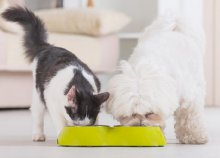 Kisállatetetés egészségesen – online tanfolyam angol nyelven az International Open Academy-től