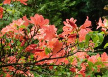 Rhododendron virágzás a Jeli Arborétumban burgenlandi várlátogatással – 1 napos buszos utazás