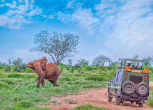 Afrikai szafari Kenyában és Tanzániában, repülőjeggyel, illetékkel, belépőkkel, idegenvezetéssel
