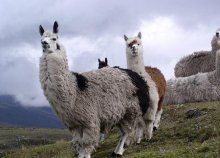 Körutazás Kolumbiában és Ecuadorban, repülőjeggyel, illetékkel, félpanzióval, 3-4*-os szállásokkal