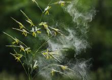 Allergiavizsgálat 64 anyagra, immunrendszer- és Candida-vizsgálat kiértékeléssel