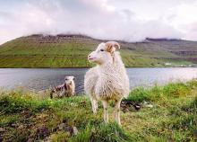 Kirándulás a Feröer-szigeteken, reggelivel, helyi közlekedéssel