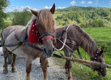 4 napos kirándulás Máramaroson, busszal, reggelivel, szállással autentikus gerendaházakban