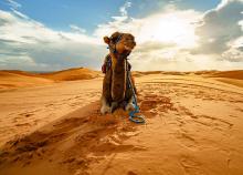 8 napos körutazás Marokkóban, repülőjeggyel, illetékkel, félpanzióval, 4*-os szállással