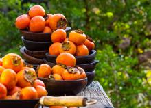 Datolyaszilva fesztivál a szlovén tengerparton, busszal, félpanzióval, 3*-os szállással, idegenvezetéssel