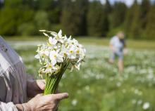 2 napos ausztriai buszos körutazás reggelivel, séta Hallstattban, Nárciszfesztivál Bad Aussee-ben