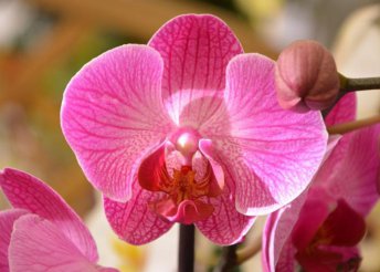 1 napos buszos utazás a szlovéniai orchideafarmra, Lendvára és az Energia Parkba