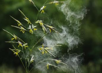 Allergiavizsgálat 64 anyagra, immunrendszer- és Candida-vizsgálat kiértékeléssel