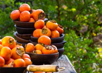 Datolyaszilva fesztivál a szlovén tengerparton, busszal, félpanzióval, 3*-os szállással, idegenvezetéssel