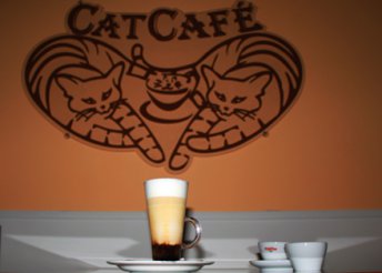 Kávé és finomságok a Cat Caféban