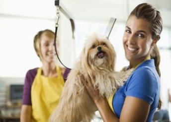 Kutyakozmetika 7 lépésben