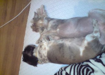 Teljes körű kutyakozmetika 1.000 Forintért