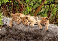 Körutazás Dél-Afrikában, repülőjeggyel, illetékkel, reggelivel, 3*-os szállásokkal