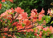 Rhododendron virágzás a Jeli Arborétumban burgenlandi várlátogatással – 1 napos buszos utazás