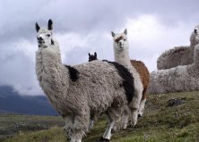 Körutazás Kolumbiában és Ecuadorban, repülőjeggyel, illetékkel, félpanzióval, 3-4*-os szállásokkal